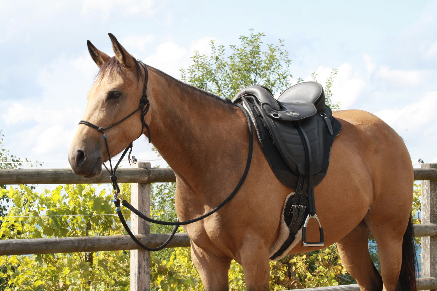 baumloser Sattel Barefoot Cheyenne