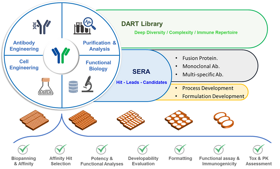 Antibody discovery