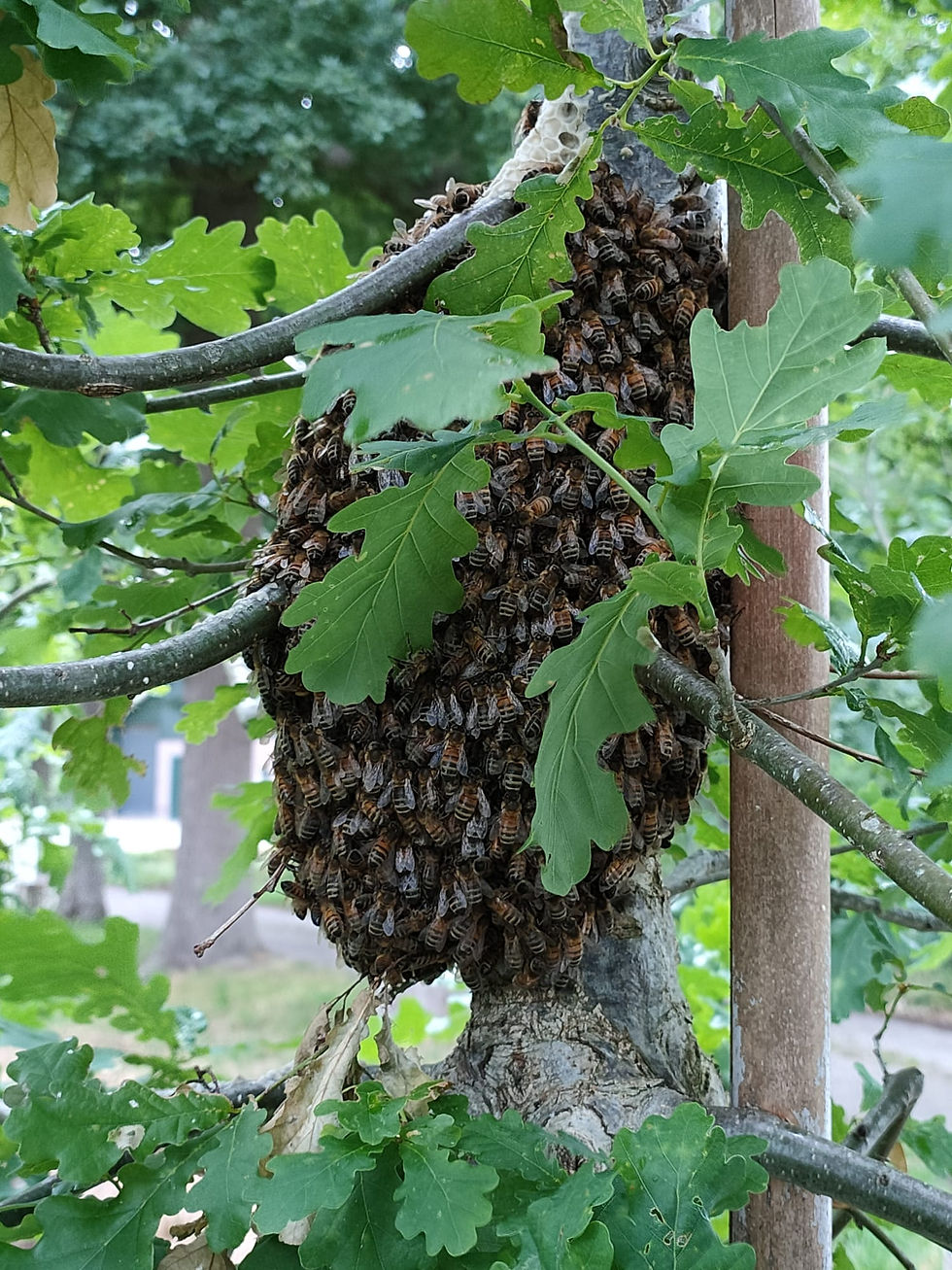 Bijenzwerm Woudenberg in boom