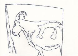 ram, killer of sheep