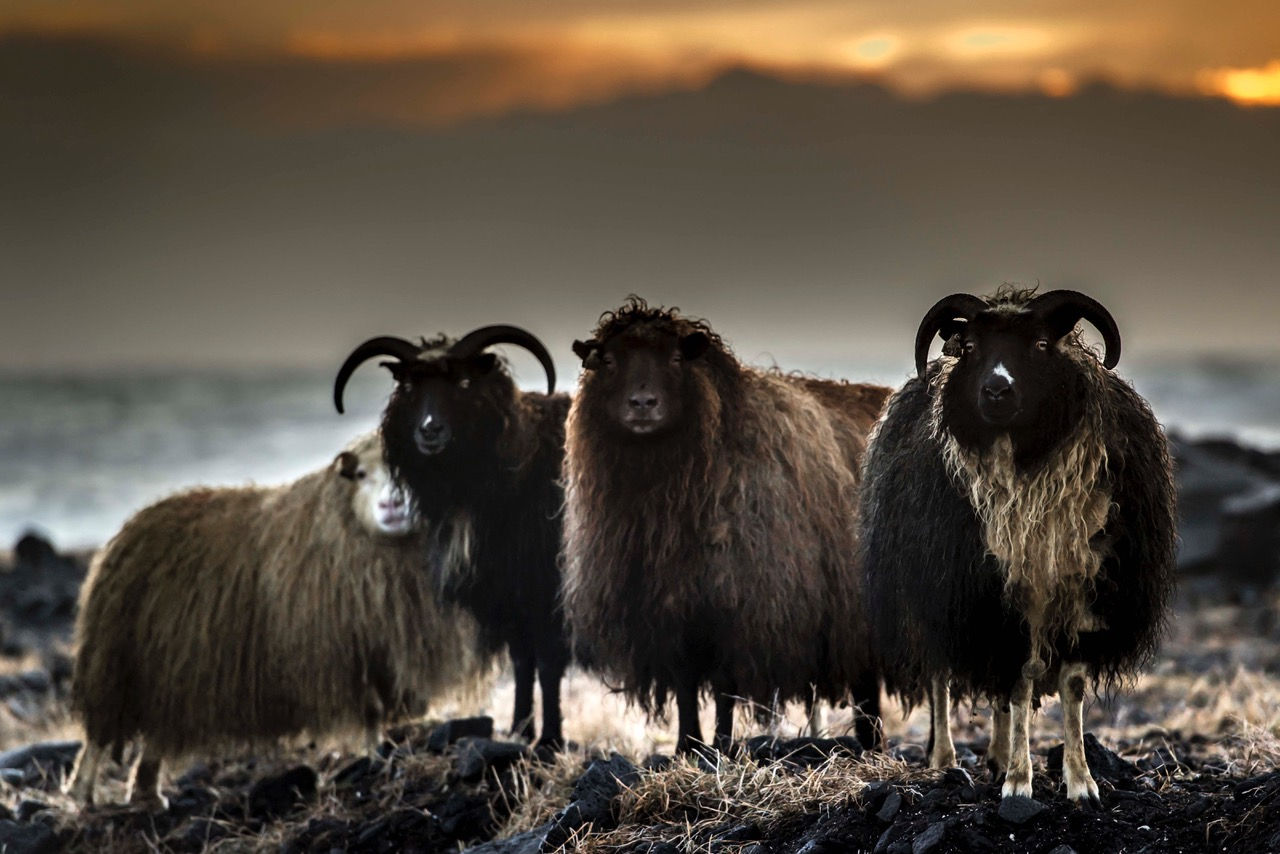 Michel Djaoui Photographe - 01 • Islande