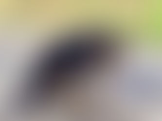 Jowelle to take legal action in defence of animals