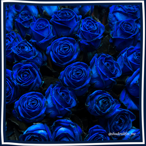 Blaue Rosen - #blueroses