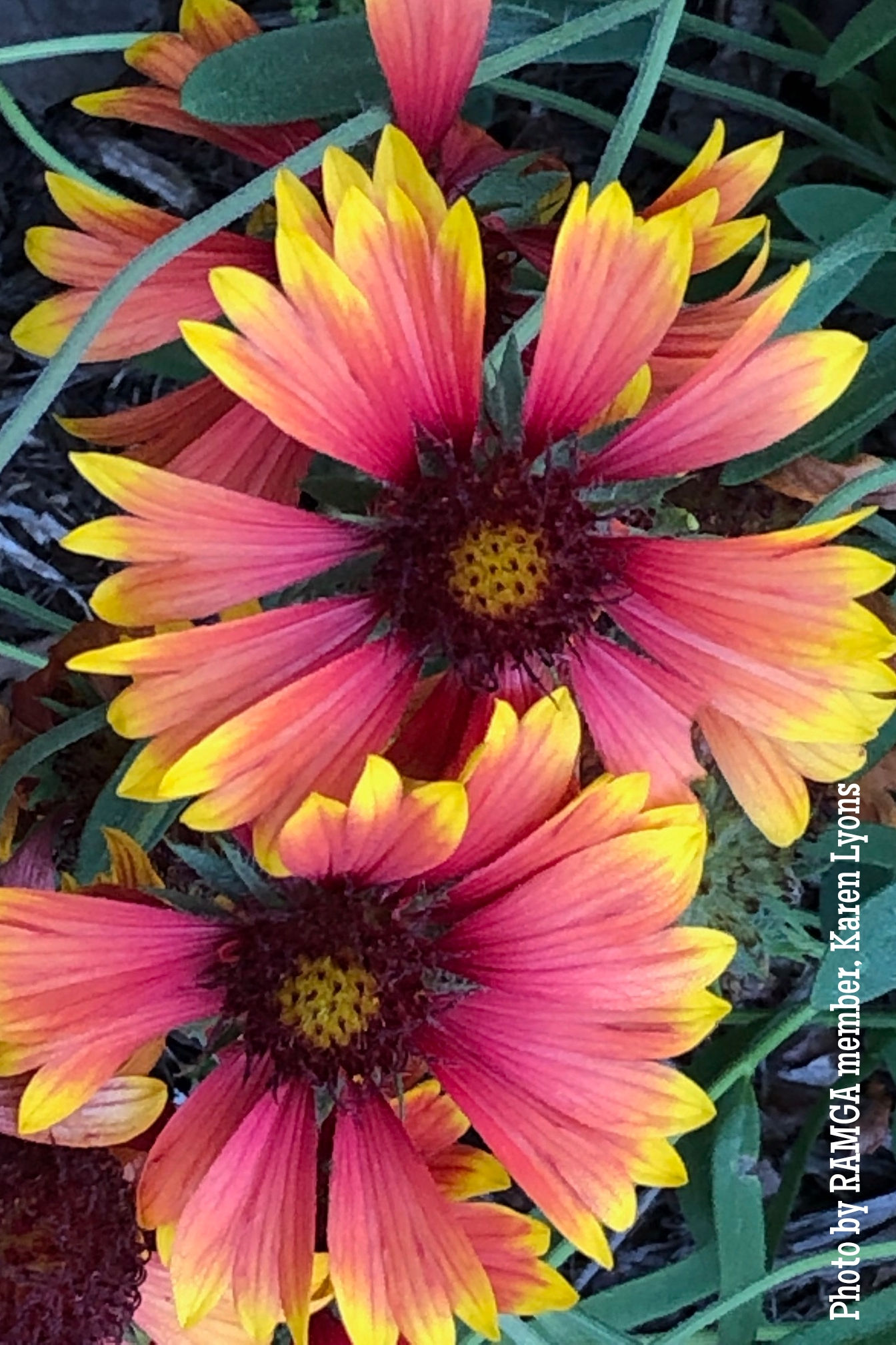 Gaillardia spp., Blanket Flower
