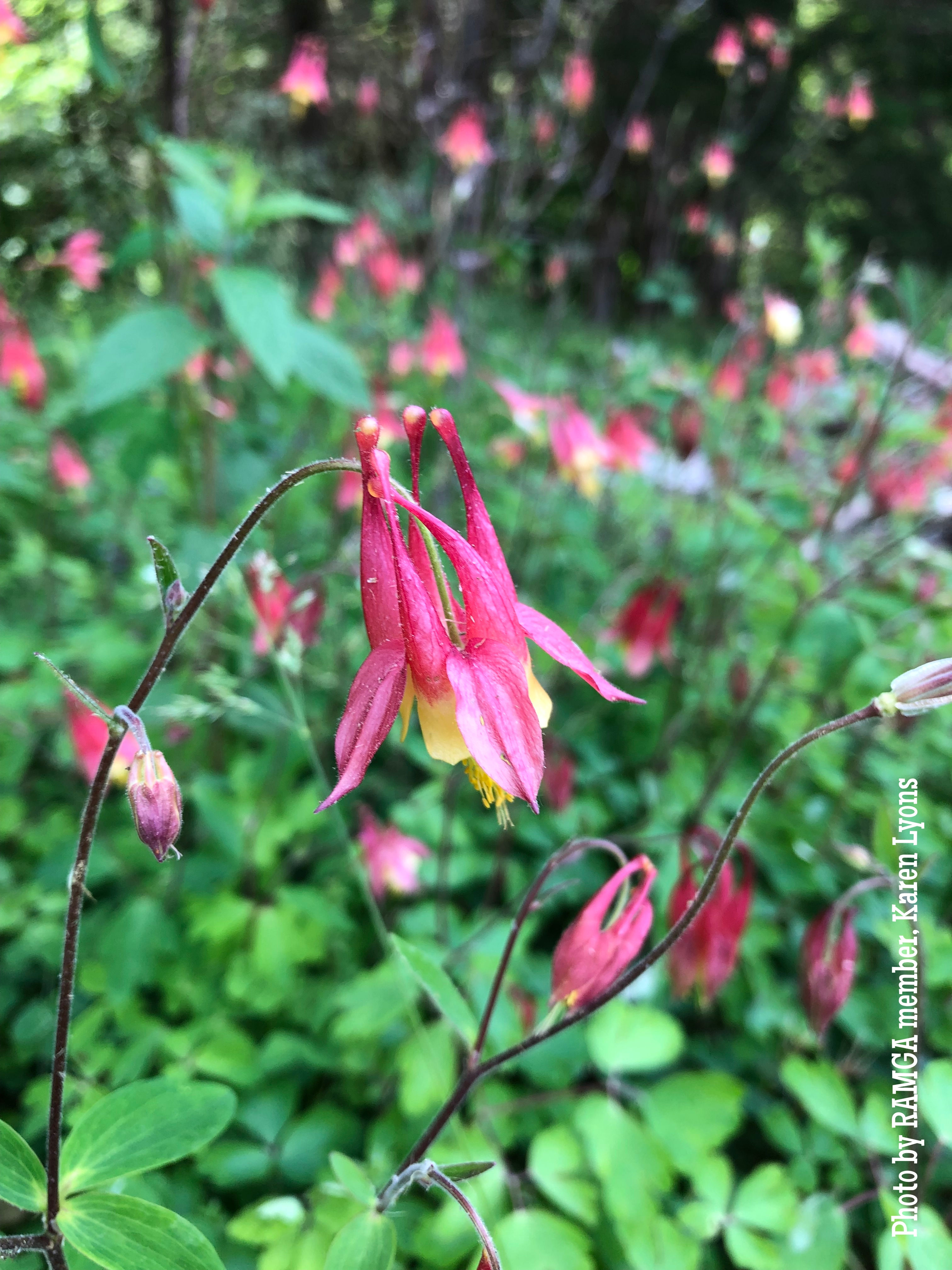 Aquilegia canadensis, Columbine, Wild