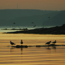 muhammet furkan karadaş. furkan karadaş. fotoğraf. etkinlik fotoğrafçılığı. doğa. doğa fotoğrafçılığı. sokak. sokak fotoğrafçılığı, yıldız. yıldız izleri.
