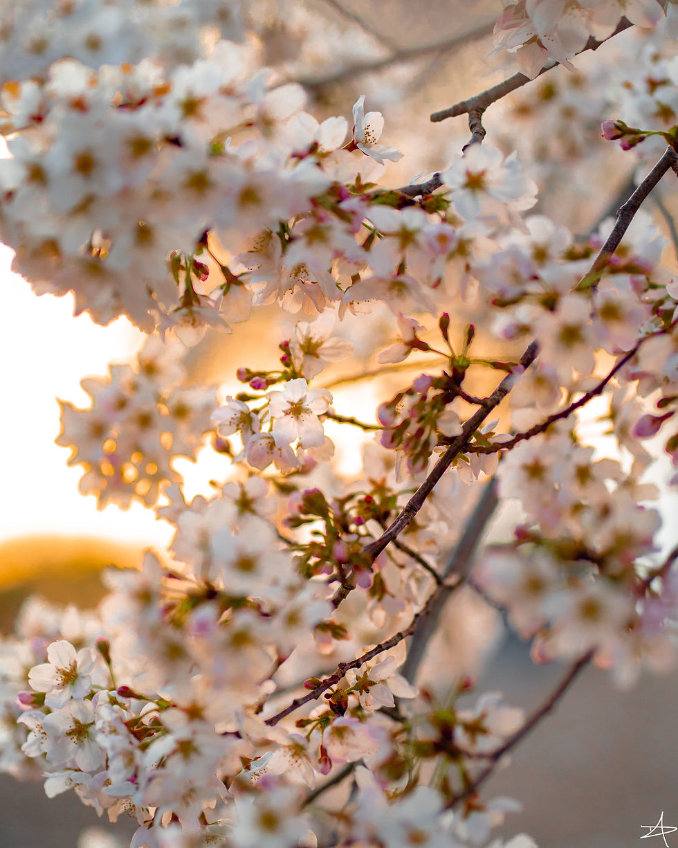 Cherry Blossom Golden Hour