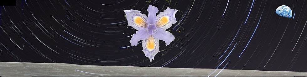 starflower2_edited.jpg