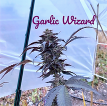 GMO Cannabis Seeds Cookies Garlic Wizard