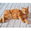 Miniatura: AMERICAN BOBTAIL