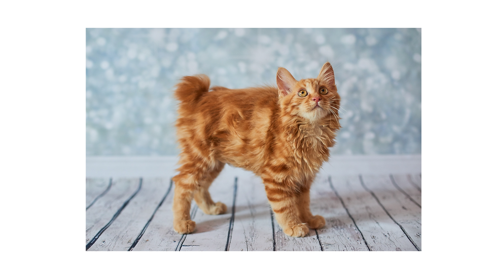 Miniatura: AMERICAN BOBTAIL