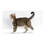 Miniatura: AMERICAN WIREHAIR