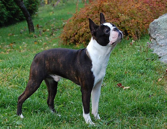 los boston terrier pueden dar largos paseos