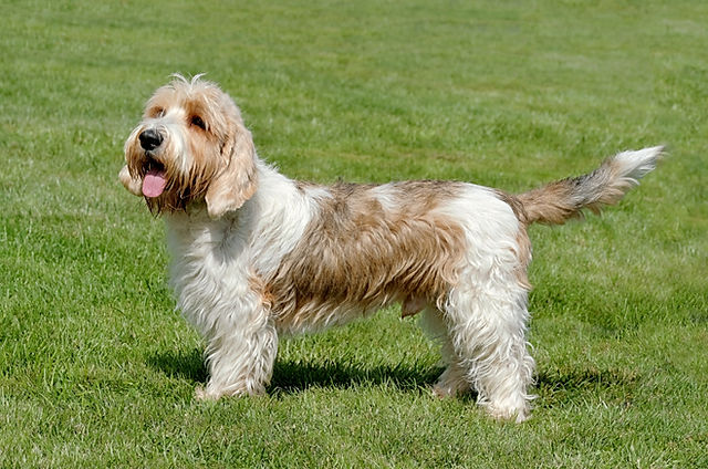 son perezosos los cachorros petit basset griffon vendeen