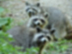 raccoons