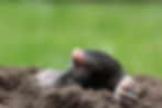mole_in_hole_x1