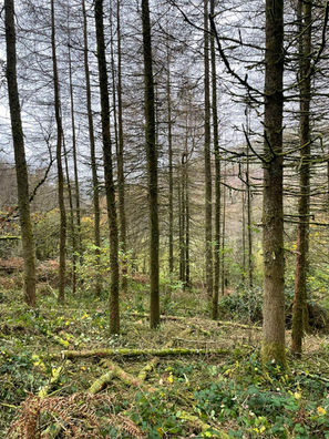 Sustainable Forestry Woodland Management Services Contractor