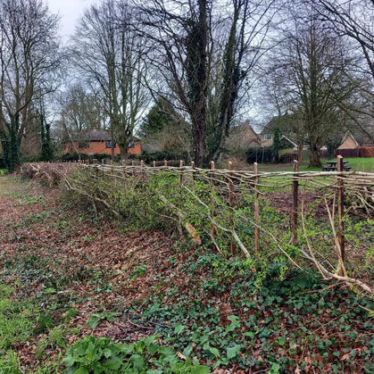 Hedge Layers in Chelmsford Essex
