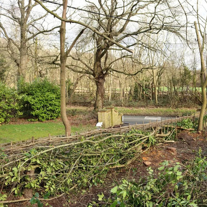 Hedgerow Restoration Laying in Essex