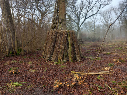 Forestry Hazel Coppicing Logging Sustainable Low Impact Woodland Management