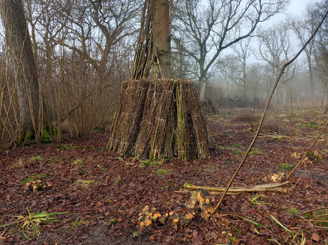 Forestry Hazel Coppicing Logging Sustainable Low Impact Woodland Management