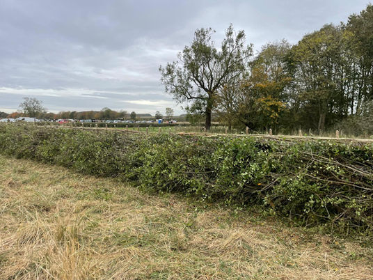 South of England Hedge Laying Service Hedge Layers Essex