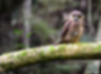 Ruru (Morepork), Canterbury