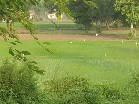 चन्दौसी श्रेत्र की रेल की पटरियों पर प्रकृति
