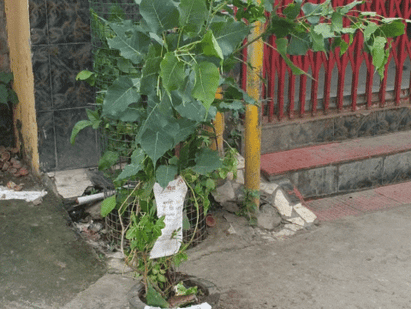 वृक्षारोपण है पुण्य महान।