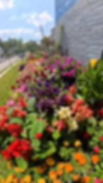 flower_pic.jpg
