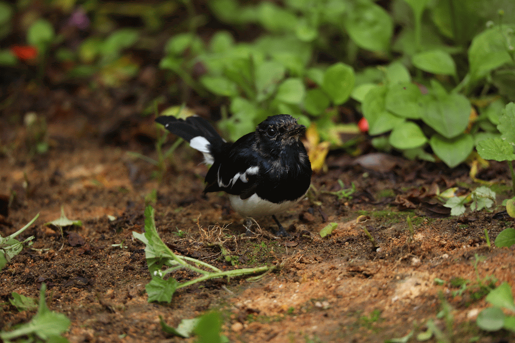 ORIENTAL MAGPIE-ROBIN.gif