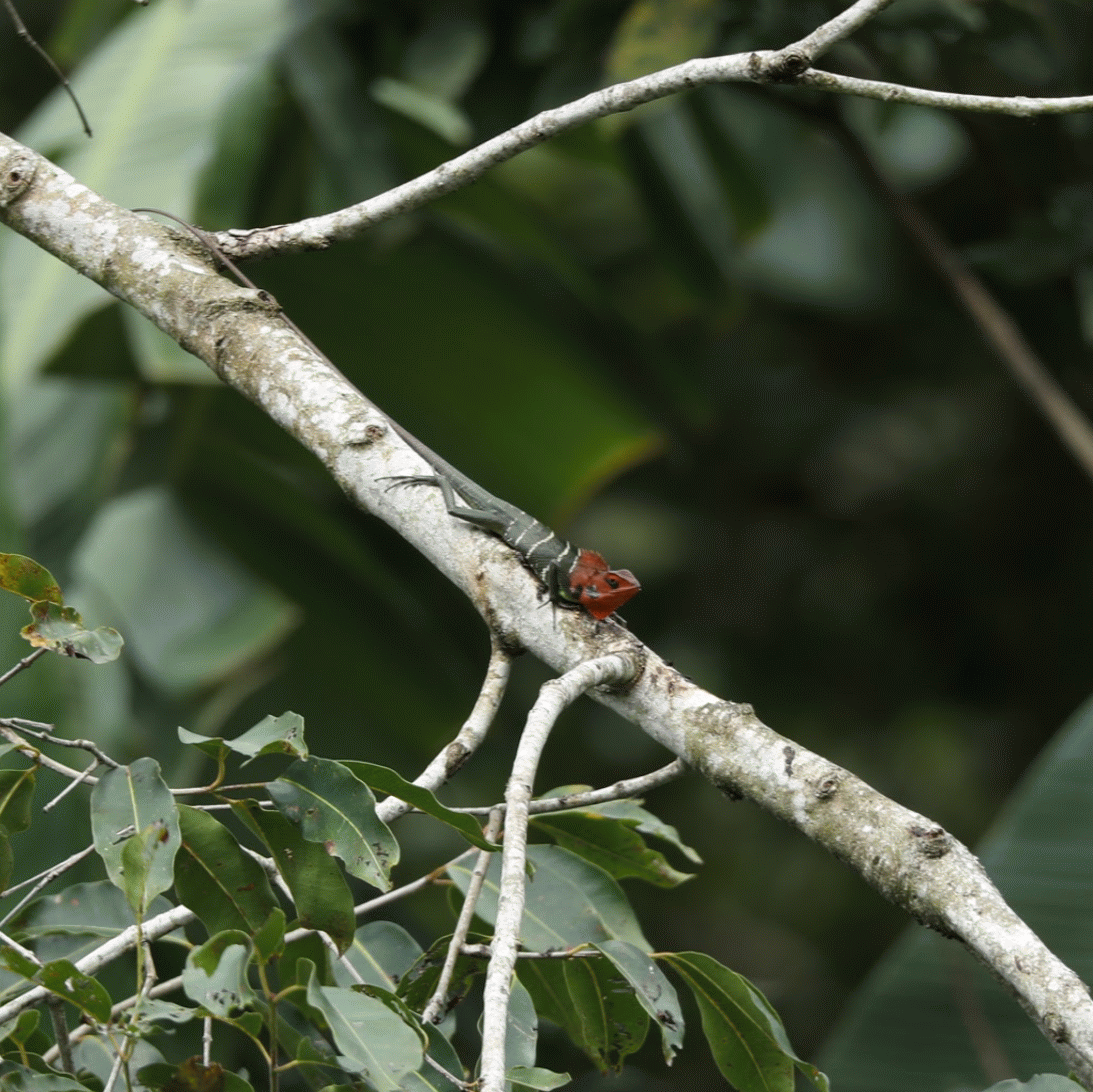 COMMON GREEN FOREST LIZARD.gif