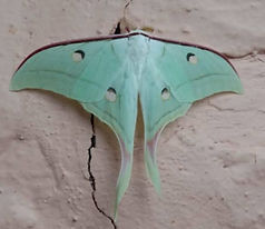 ACTIAS SELENE.jpg