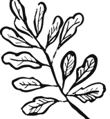 Asset 28forest.png