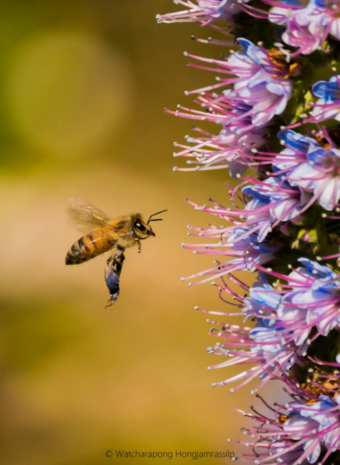 Honey Bee