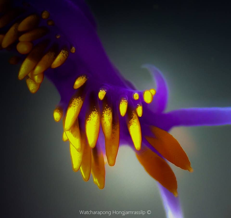 Sea slug