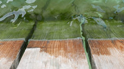 Un petit plongeon.