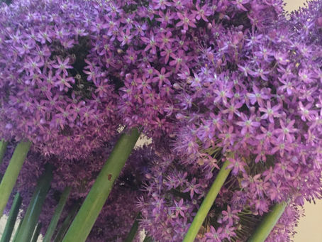 Une rouge, une violette, une jaune