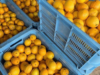 みかんだけじゃない！和歌山はレモンも沢山採れるんです(*•∨• )♡