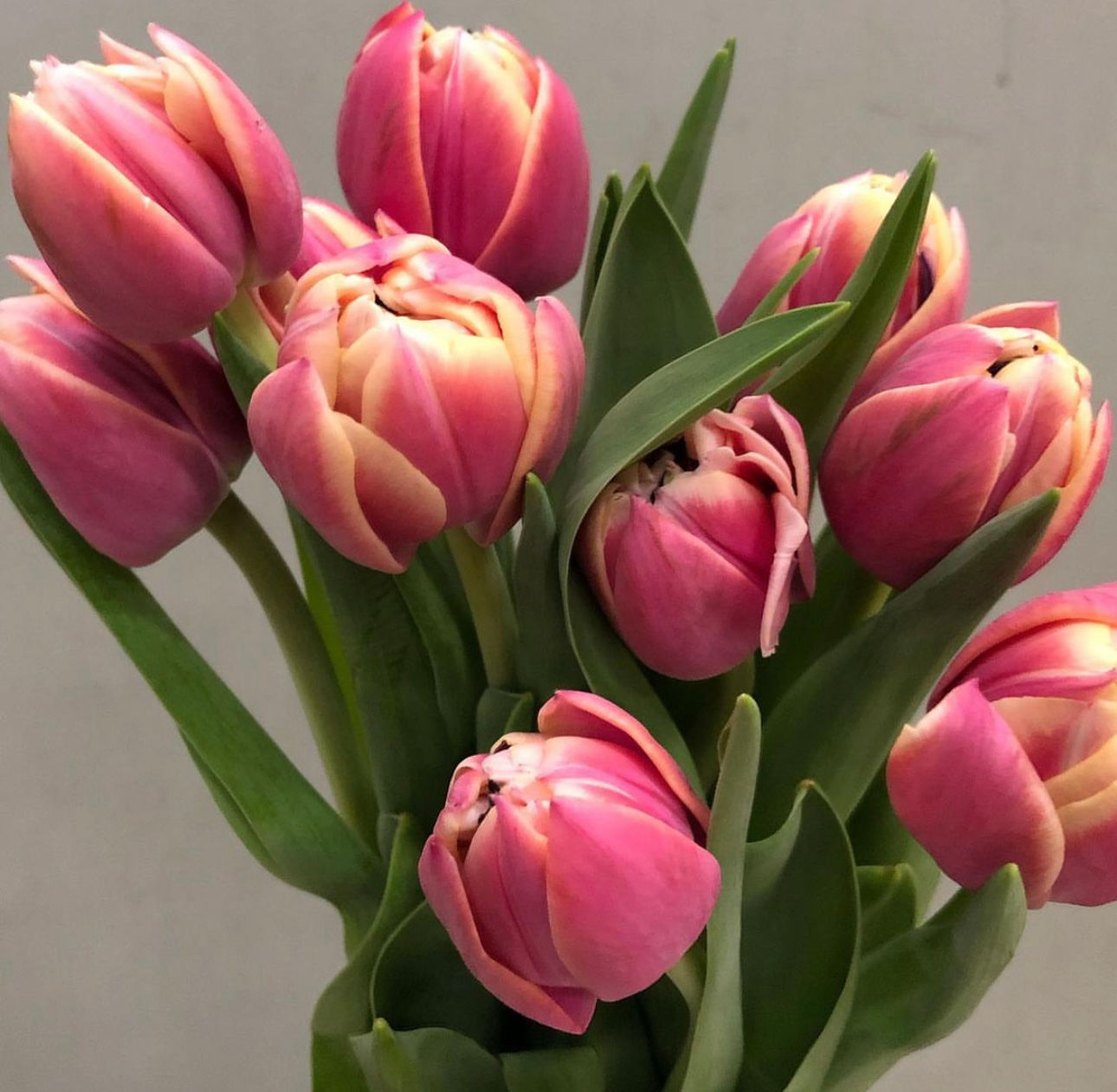 Tulip Double Columbus