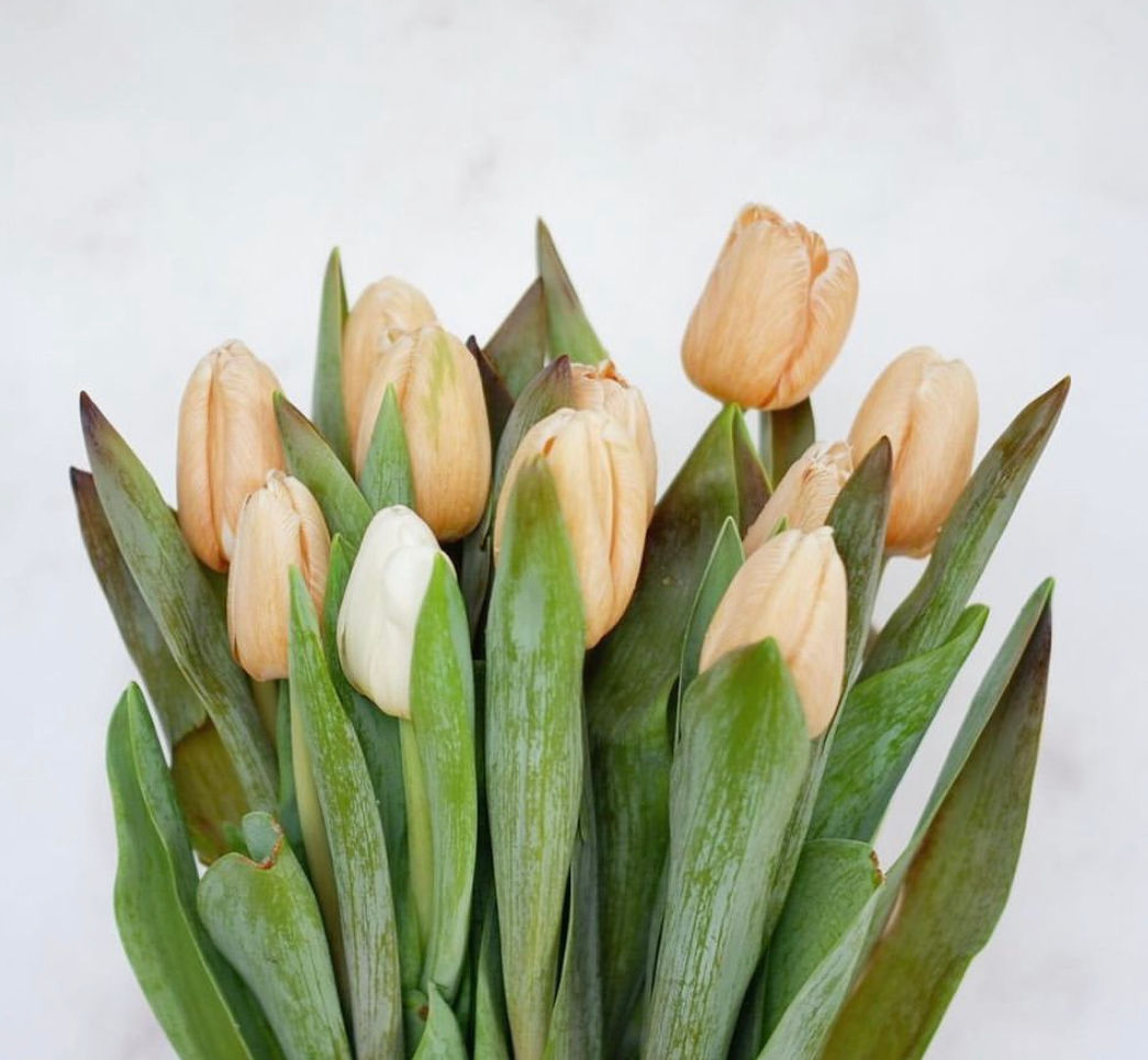 Tulip Soft Caramel