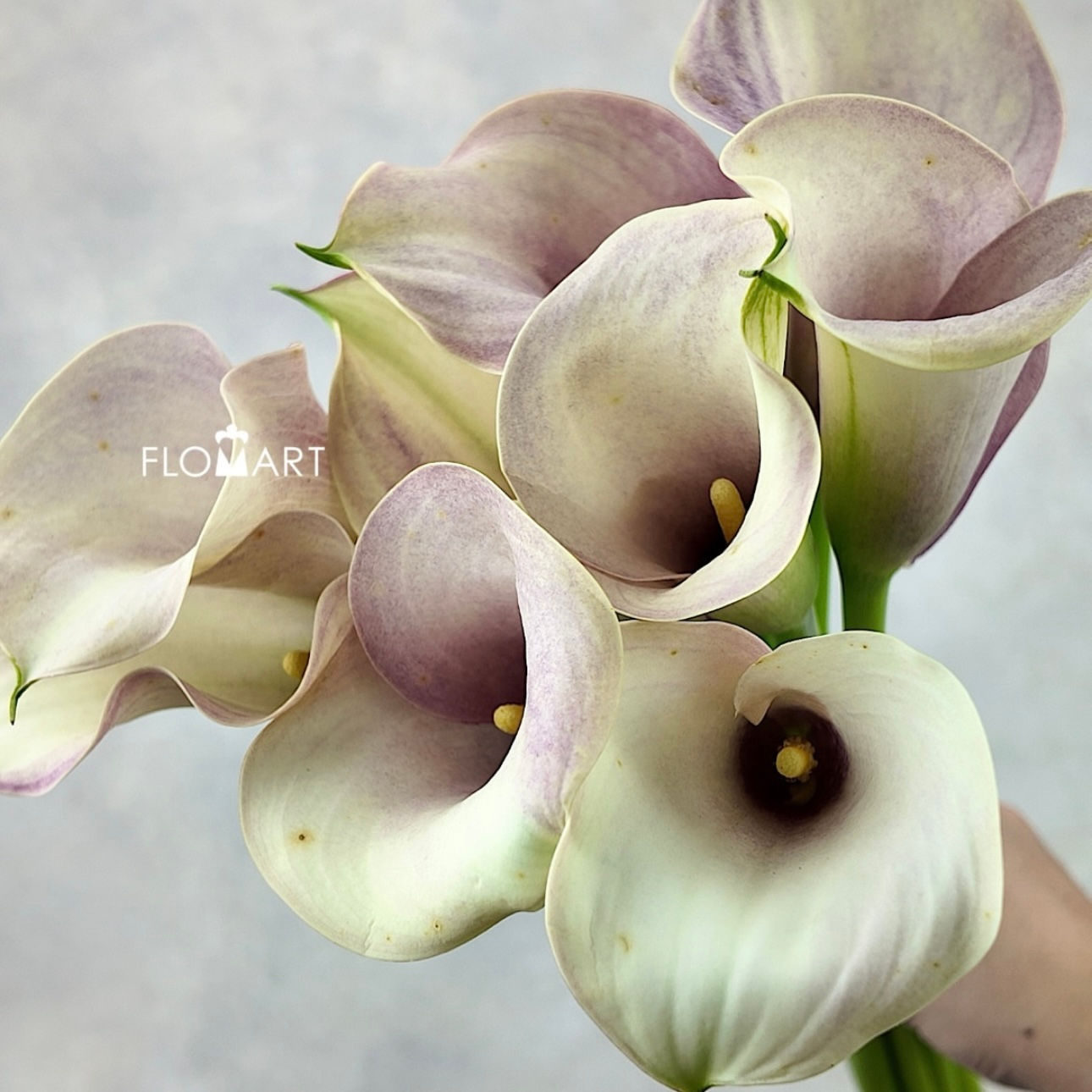Calla Captain Rosette