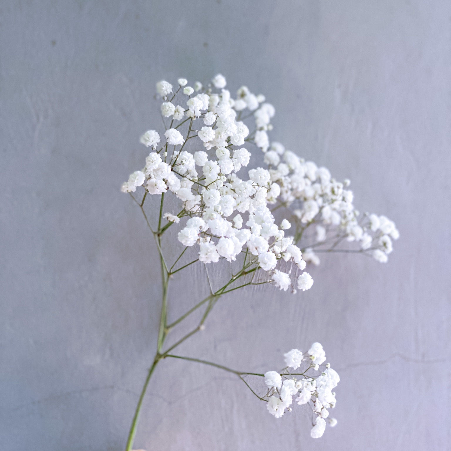 Baby Breath