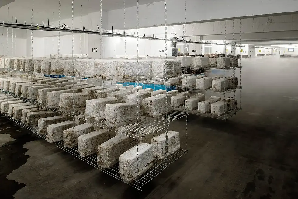 Hanging racks with blocks of mushroom in a large industrial room; where the mushrooms grow