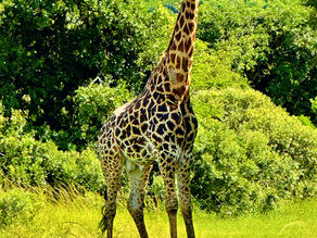 África do Sul: Safari - Parte 4