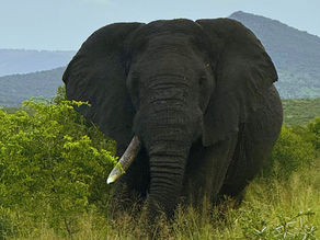África do Sul: Safari - Parte 3