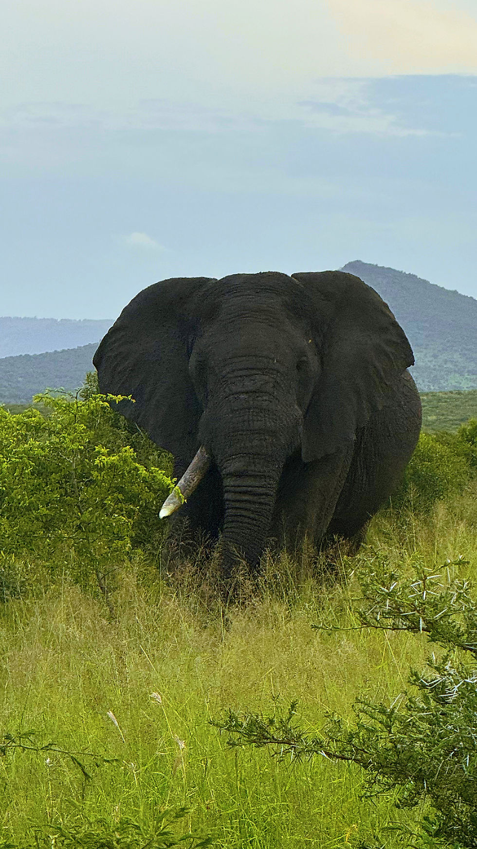 África do Sul: Safari - Parte 3