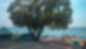 Screenshot 2025-03-05 at 1.11.01 PM.png
