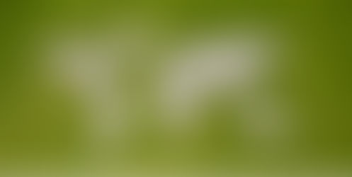 We love working globally