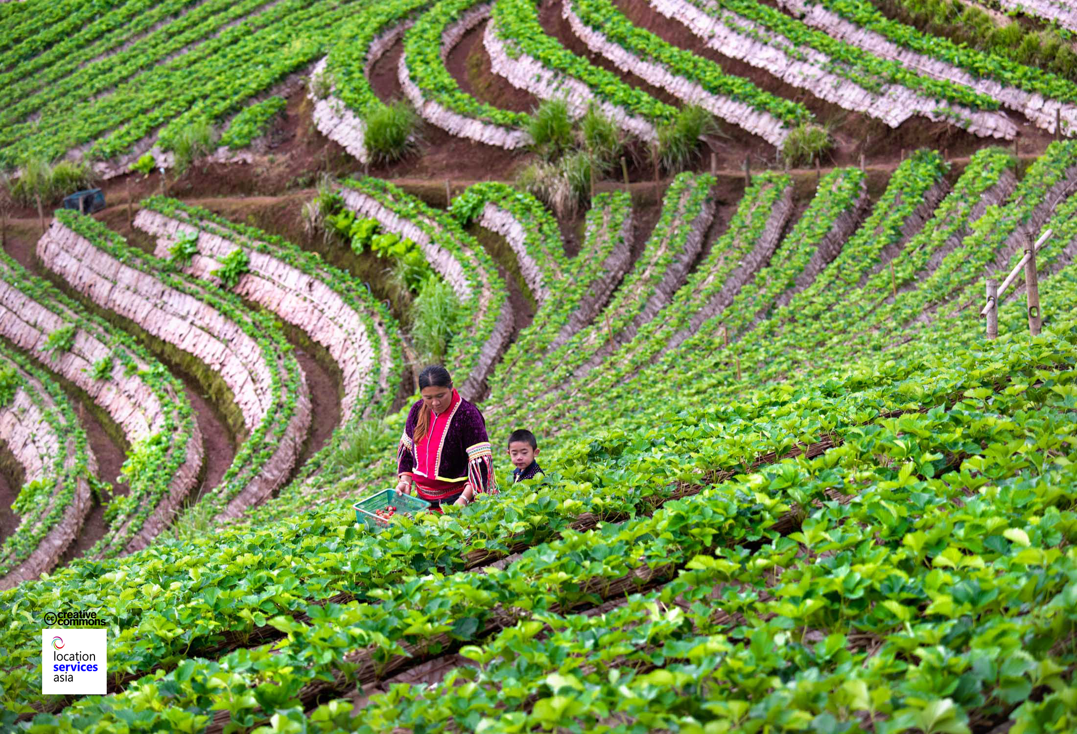 Fields, Farmlands, Plantations